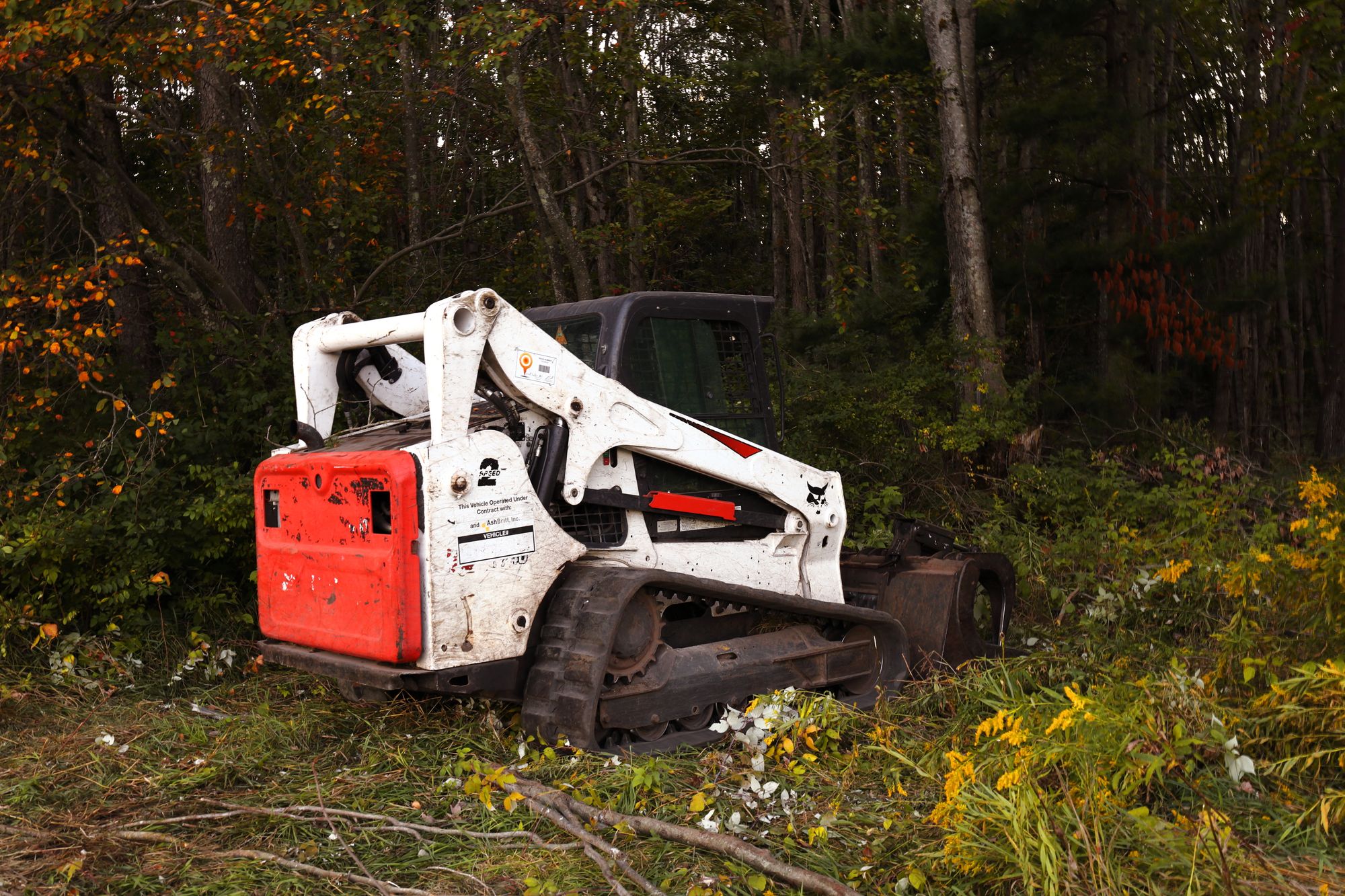 Tracked skid steer with a brush cutting head at the edge of a cleared stand of trees