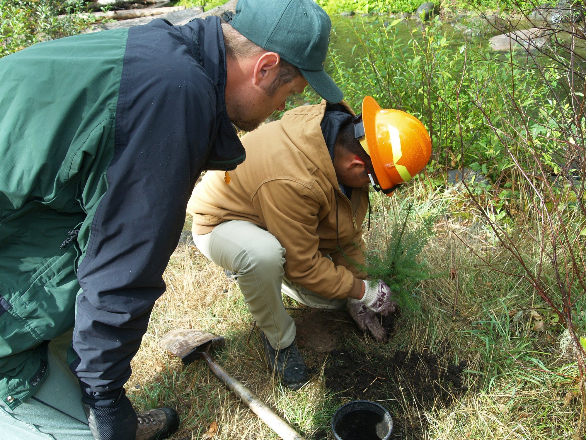 Two workers planting a conifer seedling beside a stream