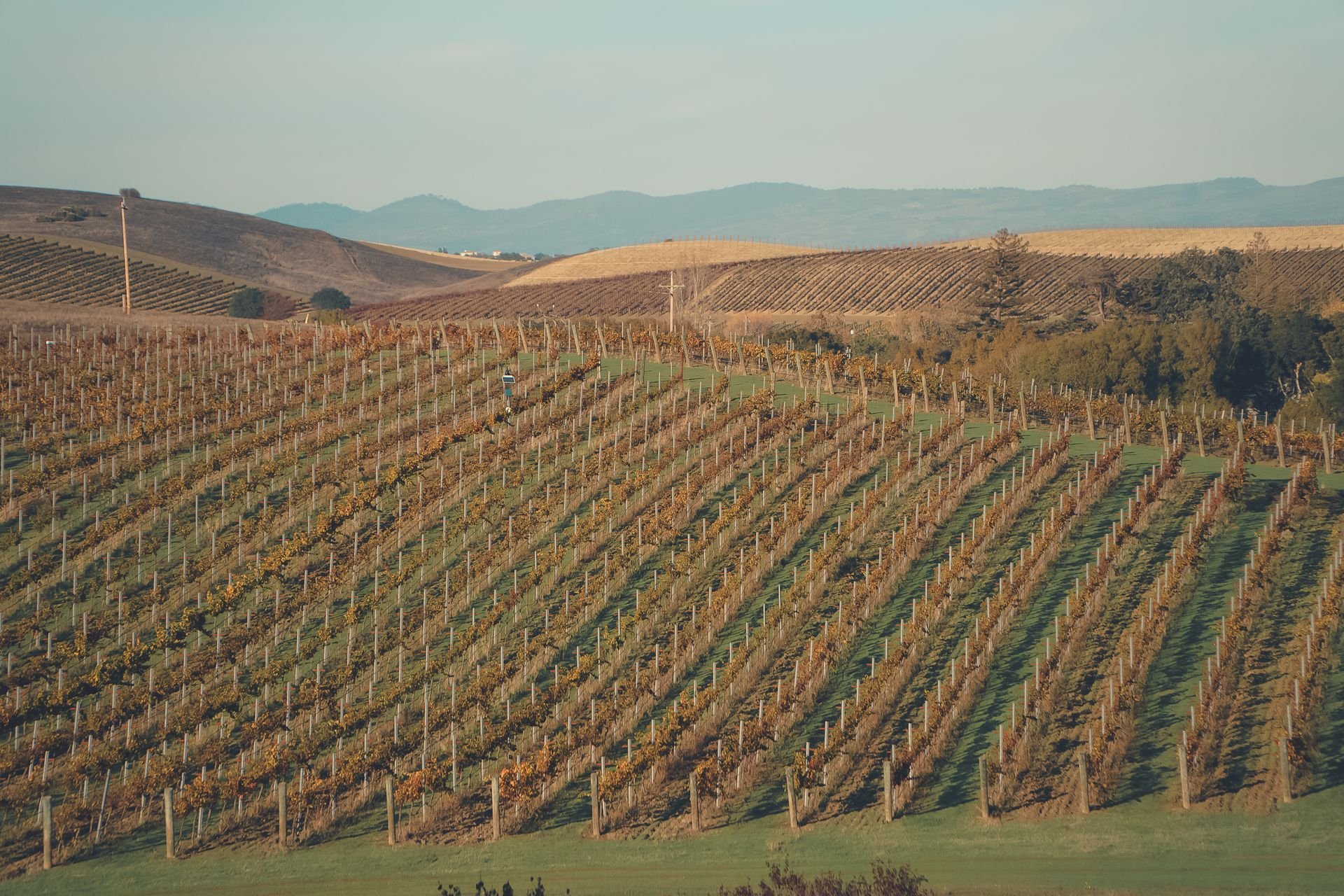 Rows of grapevines on a hillside vineyard under a clear sky